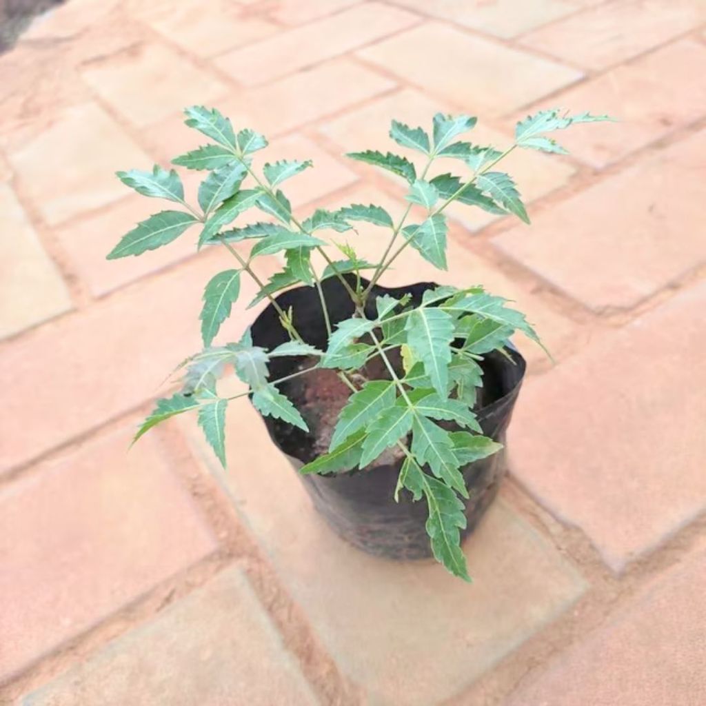 Neem / Azadirachta indica in 4 Inch Nursery Bag Neem / Azadirachta indica in 4 Inch Nursery Bag