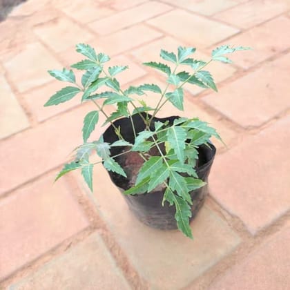 Neem / Azadirachta indica in 4 Inch Nursery Bag