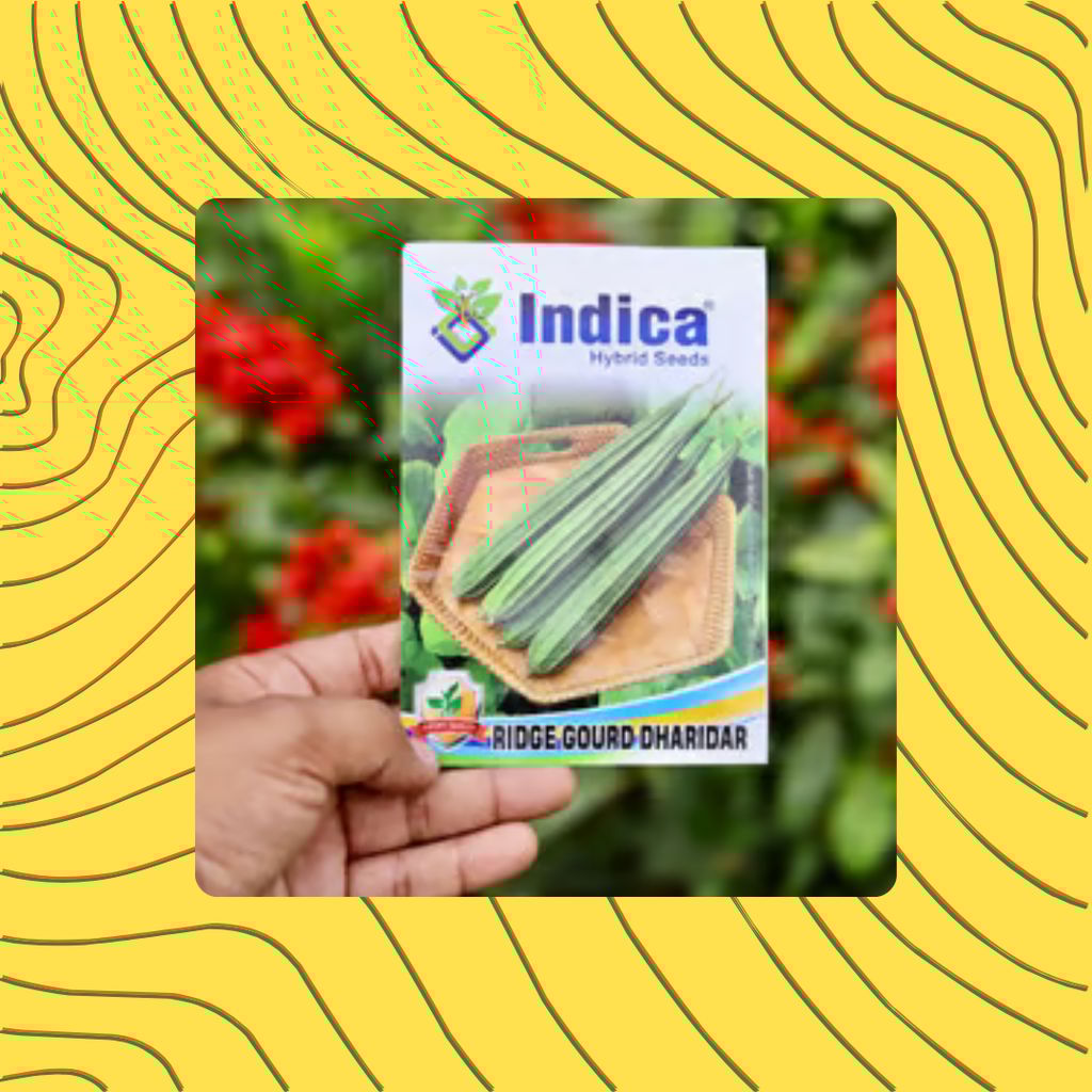 Free Gift - Ridge Gourd / Dhari Tori Seeds - Excellent Germination - Flash Sale