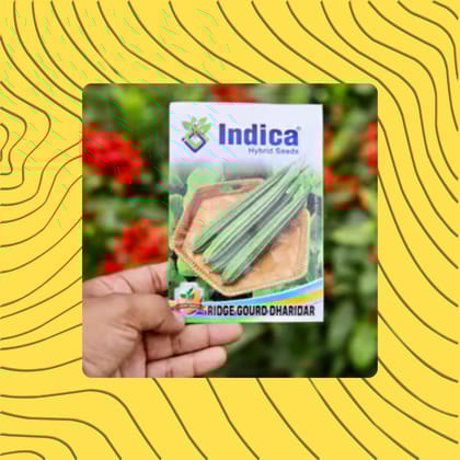Free Gift - Ridge Gourd / Dhari Tori Seeds - Excellent Germination - Flash Sale