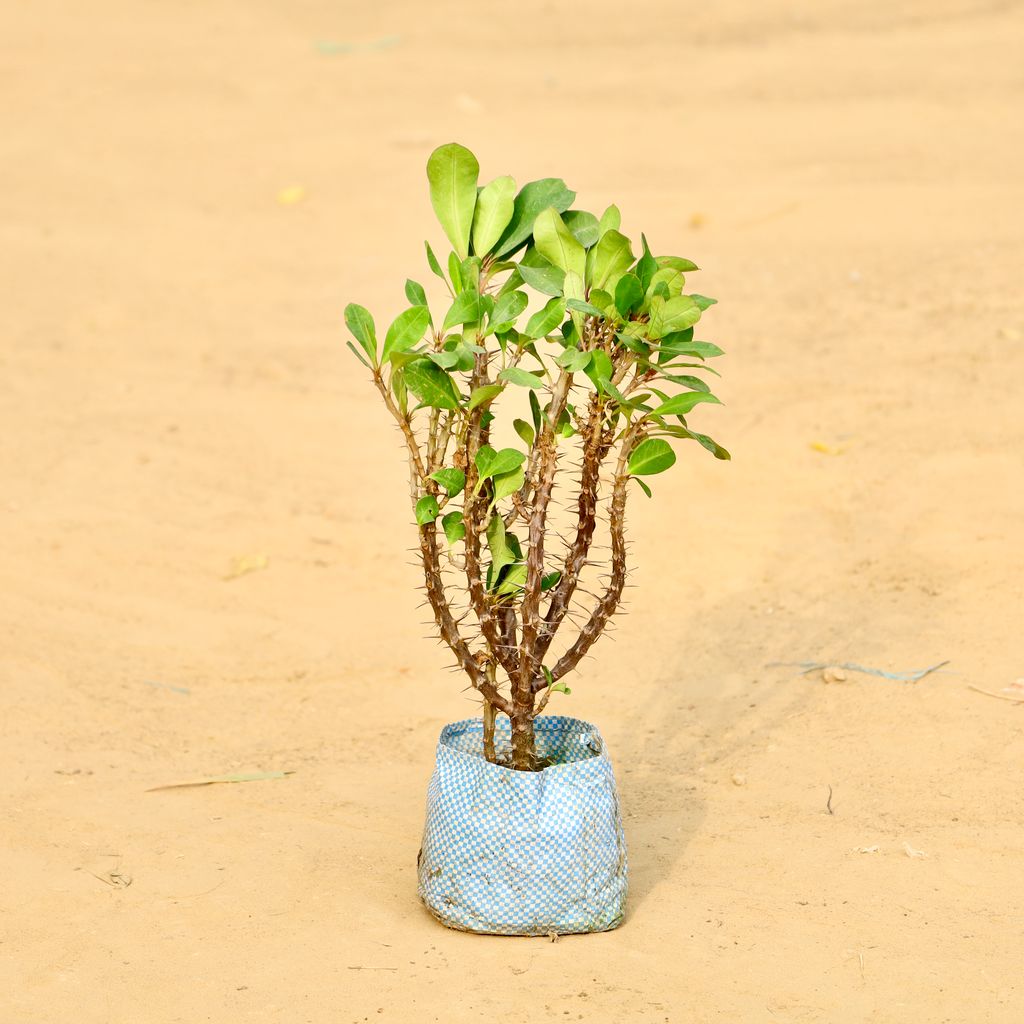 Euphorbia Mili (any colour) in 4 Inch Nursery Bag Euphorbia Mili (any colour) in 4 Inch Nursery Bag