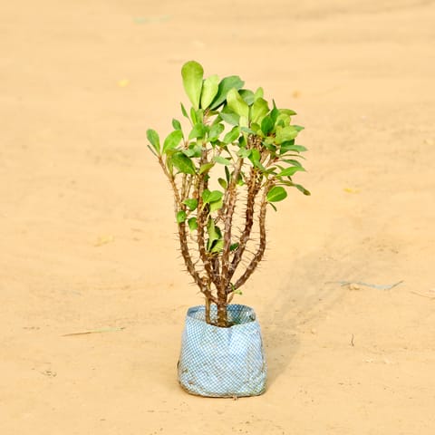 Euphorbia Mili (any colour) in 4 Inch Nursery Bag
