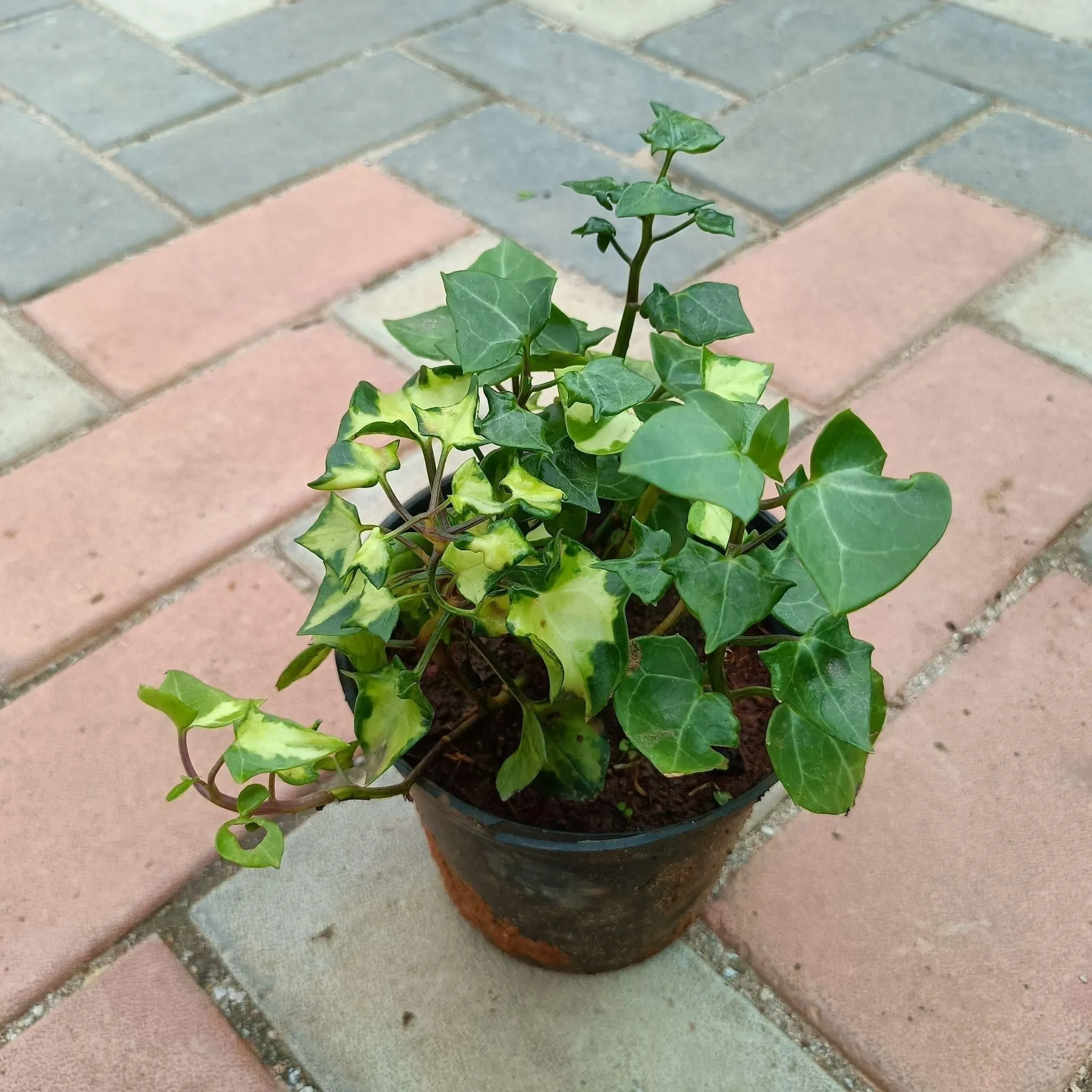 English Ivy Vanegabel in 5 Inch Nursery Pot