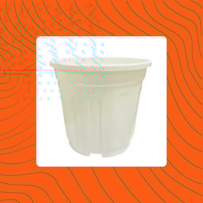 Free Gift - 6 Inch White Super Nursery Pot - Flash Sale