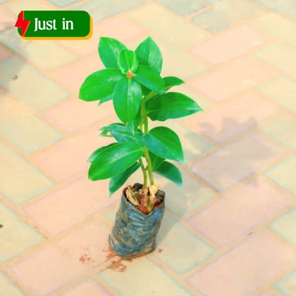 Stevia / Sugar Free Plant in 4 Inch Nursery Bag