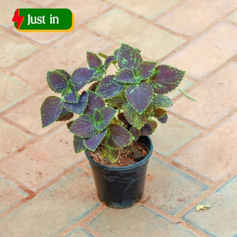 Coleus Black (any design) in 4 Inch Nursery Pot