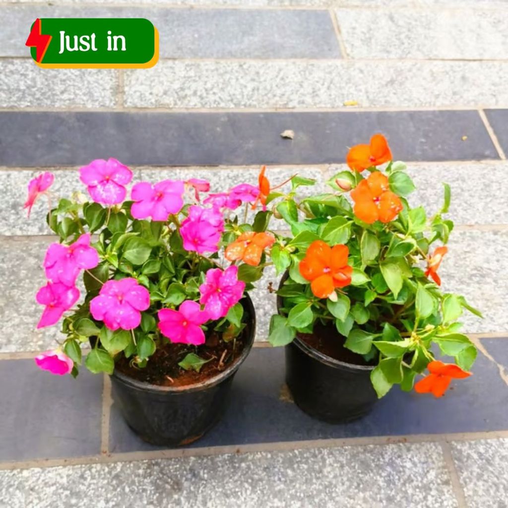 Set of 2 - Impatient Balsamina (Pink & Orange) in 5 Inch Nursery Pot Set of 2 - Impatient Balsamina (Pink & Orange) in 5 Inch Nursery Pot