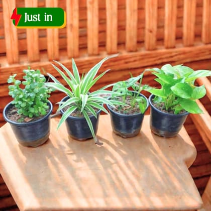 Living Luck Bundle - Set of 4 - Money Plant Green, Jade, Monstera Broken Heart & Spider in 4 Inch Nursery Pot