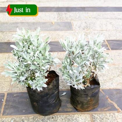 Set of 2 - Lavender in 4 Inch Nursery Bag