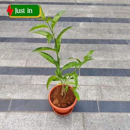 Raat Ki Rani / Night Blooming Jasmine in 7 Inch Classy Red Plastic Pot with Tray