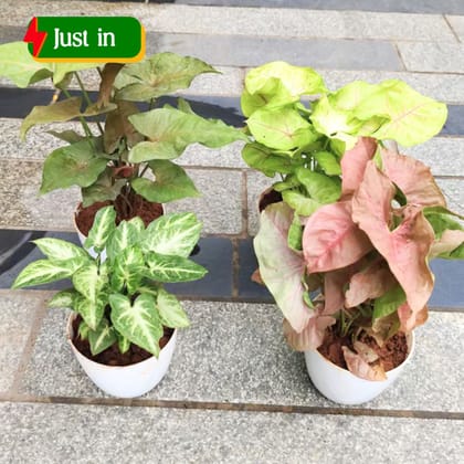 Set of 4 - Syngonium -(Black, Golden, Green White & Pink) in 4 Inch White Premium Orchid Round Plastic Pot
