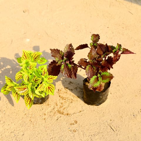 Set of 2 - Coleus (any colour) in 4 Inch Nursery Bag