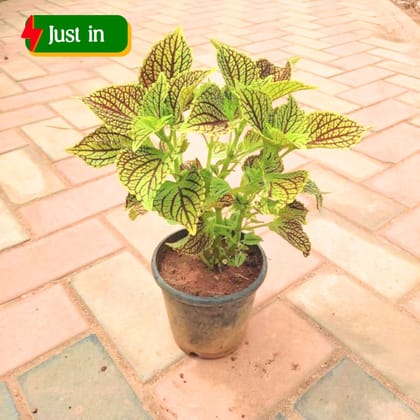 Coleus (any colour & design) in 4 Inch Nursery Pot