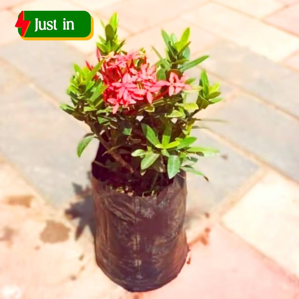 Chinese Ixora (any colour) in 5 Inch Nursery Bag Chinese Ixora (any colour) in 5 Inch Nursery Bag