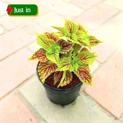 Coleus Red Green (any pattern) in 4 Inch Nursery Pot