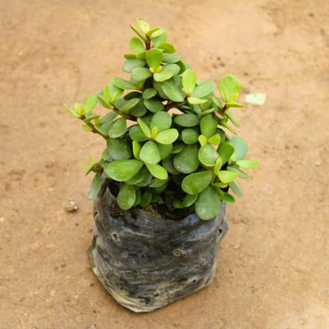 Bangalore Jade / Big Leaf Jade in 4 Inch Nursery Bag