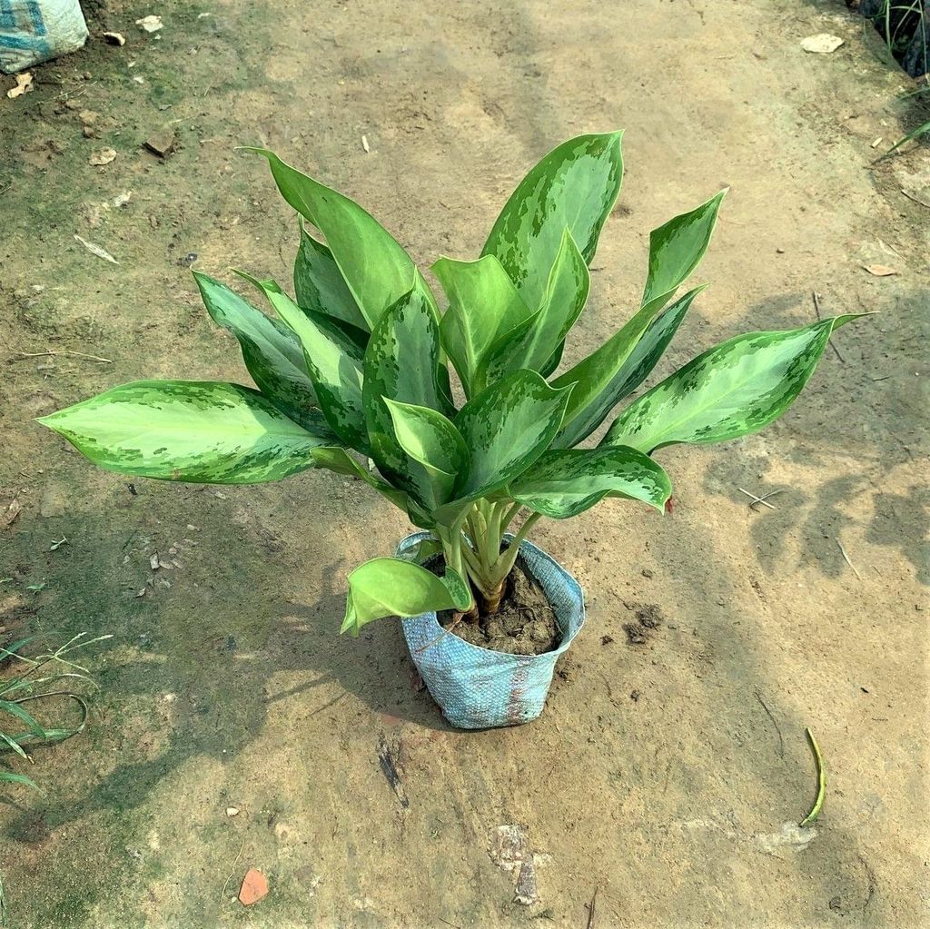 Aglaonema Broad Leaf in 8 Inch Nursery Bag Aglaonema Broad Leaf in 8 Inch Nursery Bag
