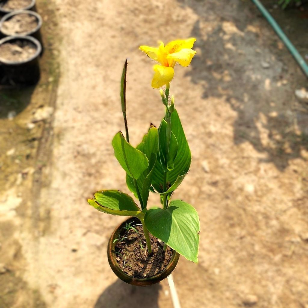 Canna Yellow in 8 Inch Terracotta Pot Canna Yellow in 8 Inch Terracotta Pot