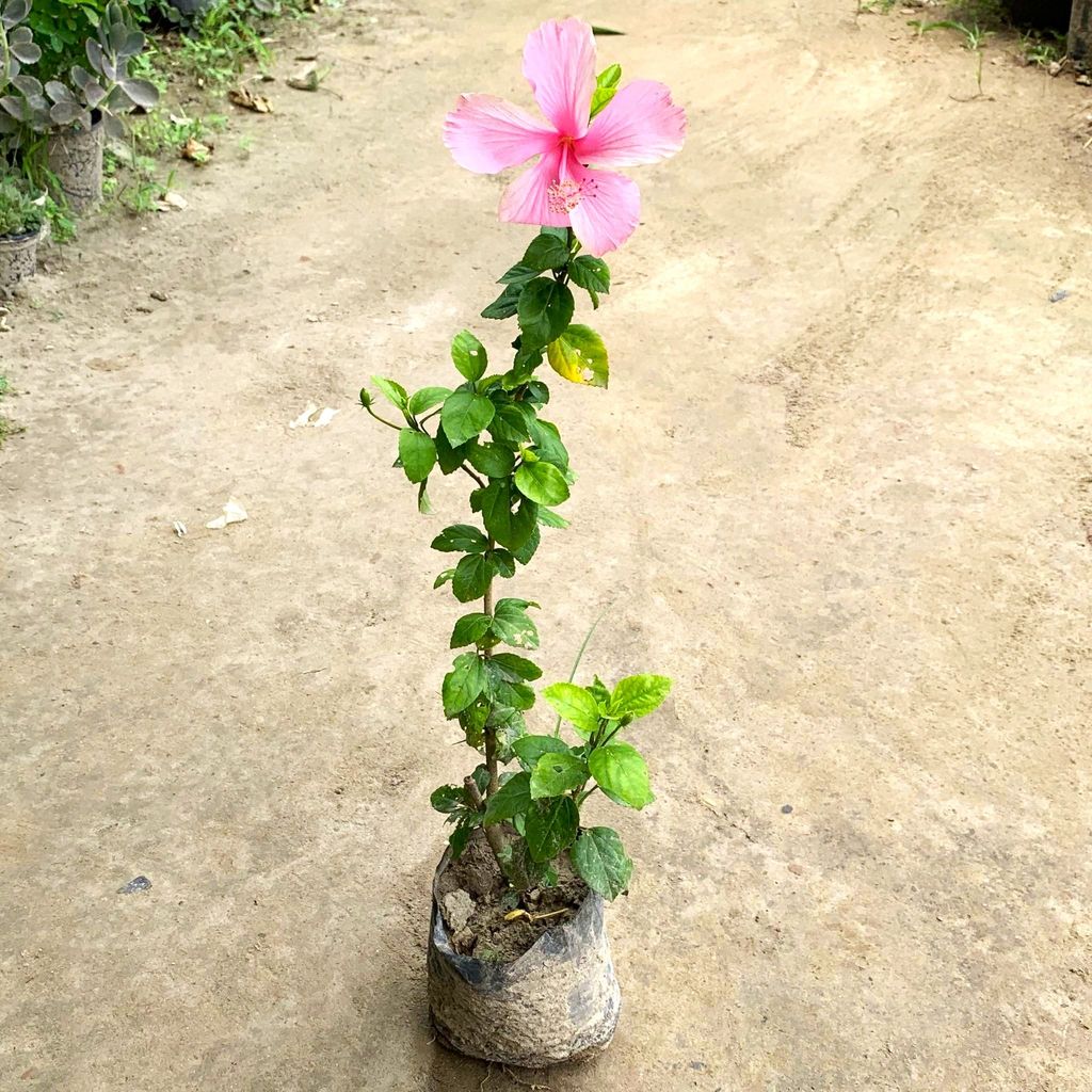 Desi Pink Hibiscus / Gudhal in 8 Inch Nursery Bag Desi Pink Hibiscus / Gudhal in 8 Inch Nursery Bag