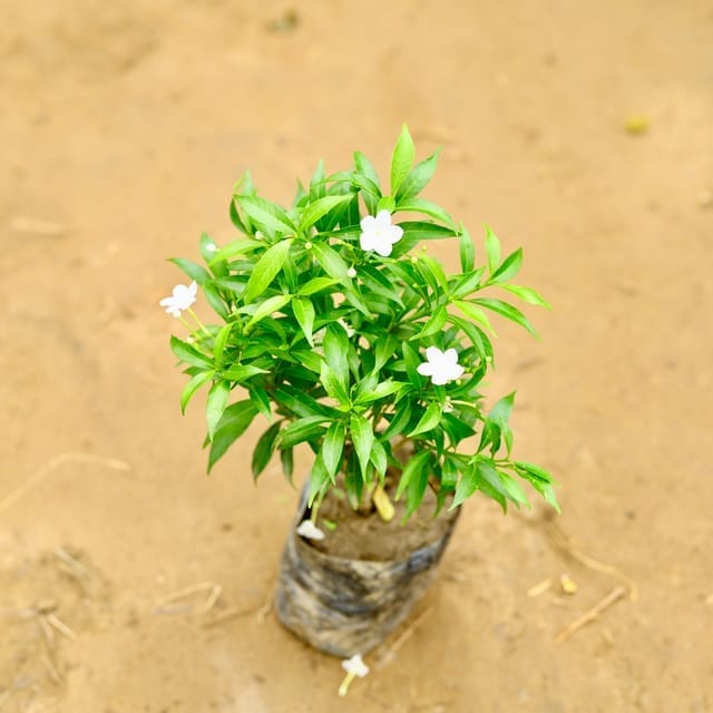Dwarf Chandni white in 8 Inch Nursery Bag Dwarf Chandni white in 8 Inch Nursery Bag
