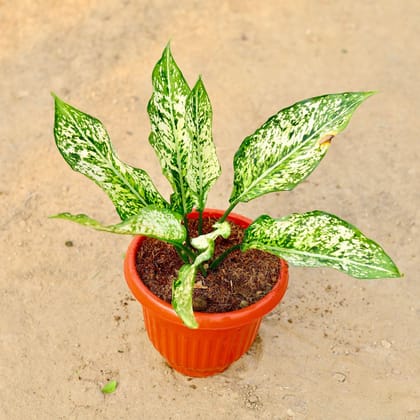 Buy Aglaonema snow white in 8 Inch Terracotta Red Premium Olive Plastic Pot Online | Urvann.com