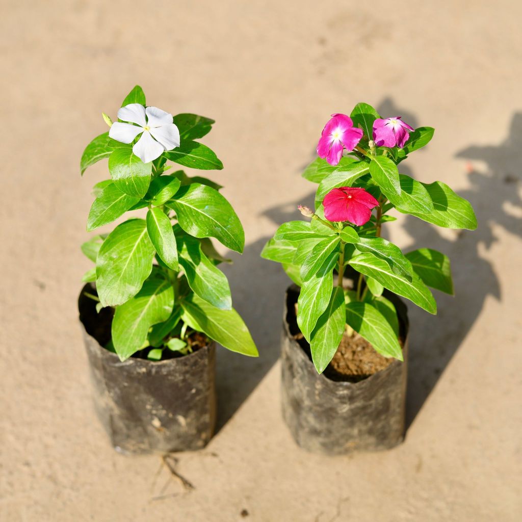 Buy Set of 2 - Periwinkle / Vinca / Sadabahar (any colour) in 4 Inch Nursery Bag Online | Urvann.com Set of 2 - Periwinkle / Vinca / Sadabahar (any colour) in 4 Inch Nursery Bag