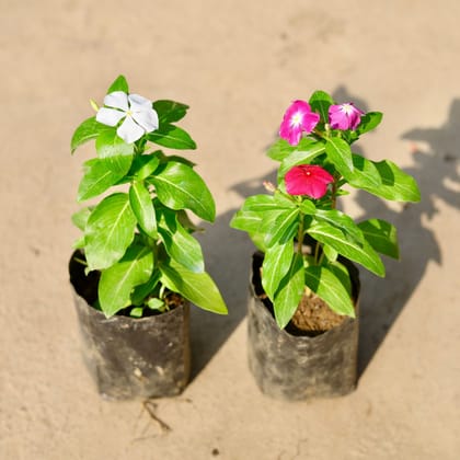 Buy Set of 2 - Periwinkle / Vinca / Sadabahar (any colour) in 4 Inch Nursery Bag Online | Urvann.com