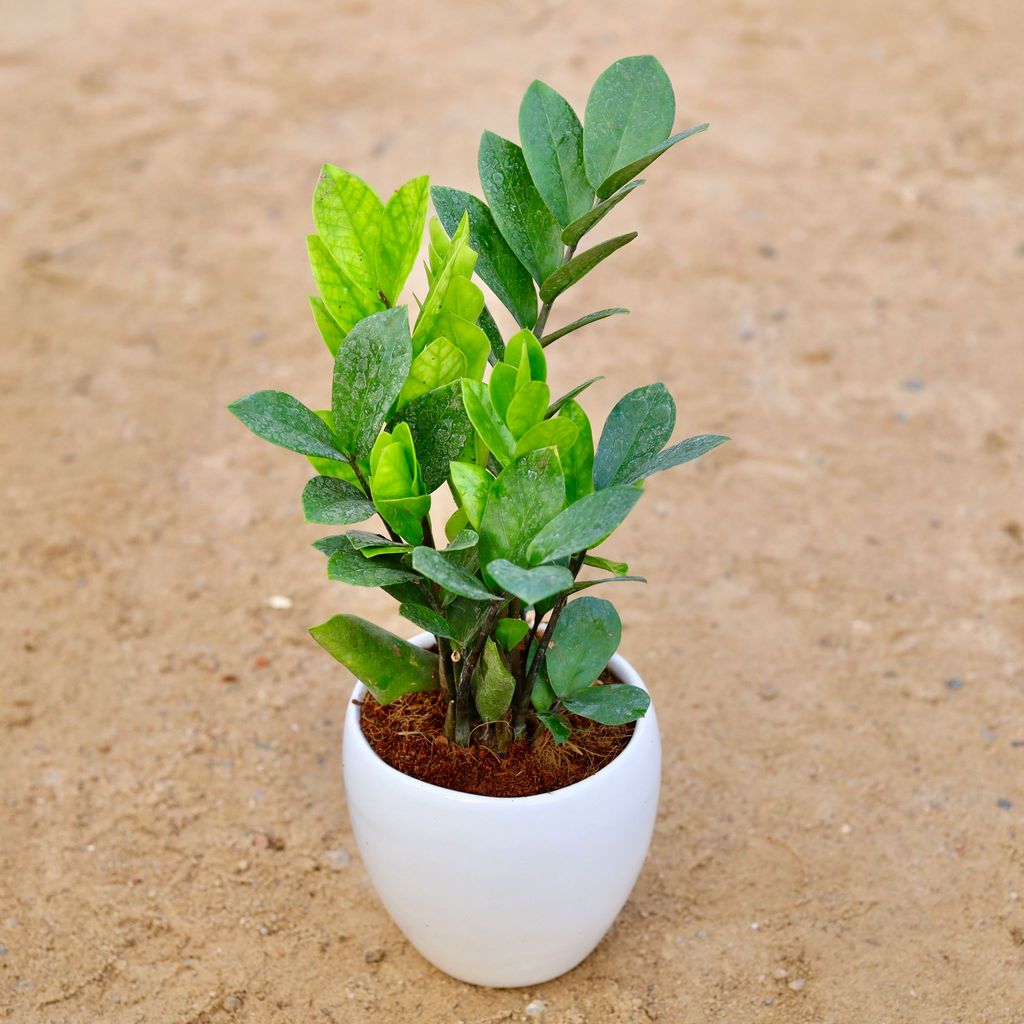 Buy Zz Green Bushy in 5 Inch Classy White Apple Ceramic Pot Online | Urvann.com Zz Green Bushy in 6 Inch Classy White Apple Ceramic Pot