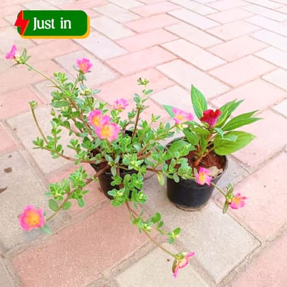 Set of 2 - Celosia / Cockscomb & Portulaca Moss Rose (any colour) in 4 Inch Nursery Pot