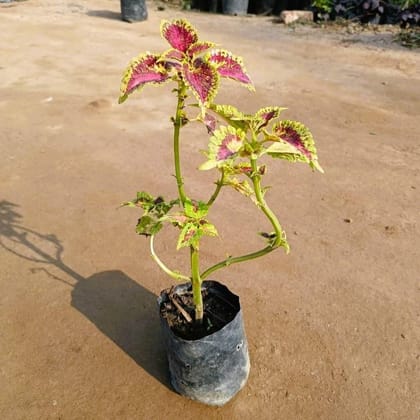 Coleus (any colour) in 4 Inch Nursery Bag
