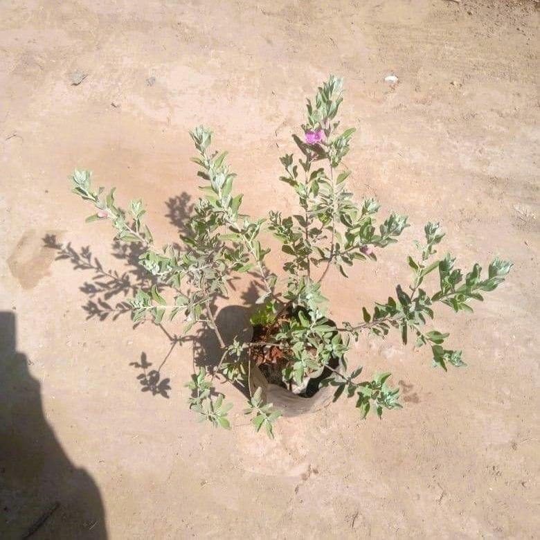 Leucophyllum/Texas sage/Nikotia/Nicosia Plant in 5 Inch Nursery Bag Leucophyllum/Texas sage/Nikotia/Nicosia Plant in 5 Inch Nursery Bag