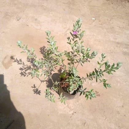 Leucophyllum/Texas sage/Nikotia/Nicosia Plant in 5 Inch Nursery Bag