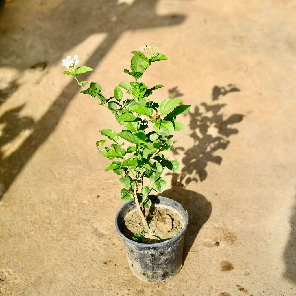 Mogra / Motia Jasmine all season pune variety in 6 Inch Nursery Pot Mogra / Motia Jasmine all season pune variety in 6 Inch Nursery Pot
