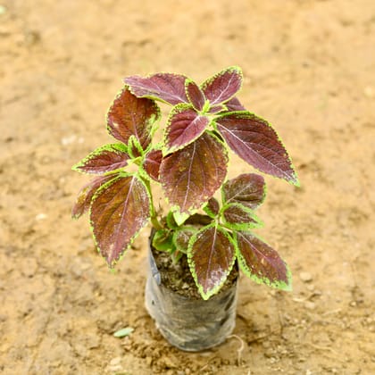 Buy Coleus Red in 5 Inch Nursery Bag Online | Urvann.com