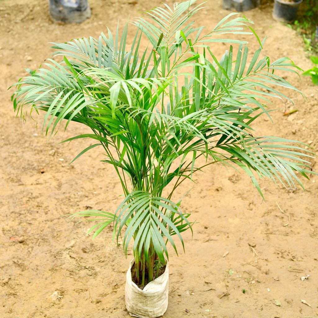 Buy Areca Palm (~ 2 - 3 Ft) in 8 Inch Nursery Bag Online | Urvann.com Areca Palm (4-5 Ft) in 8 Inch Nursery Bag