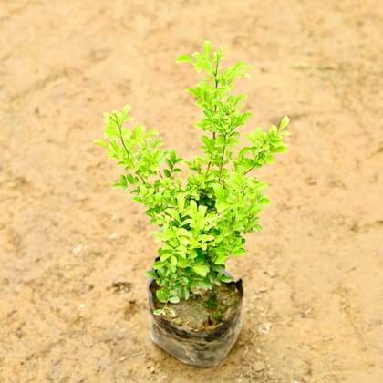 Buy Madhu Kamini in 8 Inch Nursery Bag Online | Urvann.com
