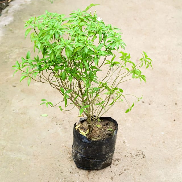 Chandni Dwarf (Bushy) (Any Colour) in 8 Inch Nursery Bag