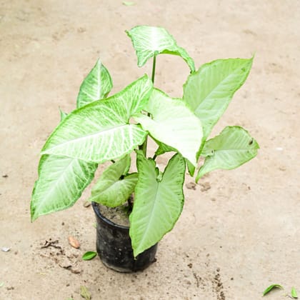 Buy Syngonium Arrow Head in 5 Inch Nursery Pot Online | Urvann.com