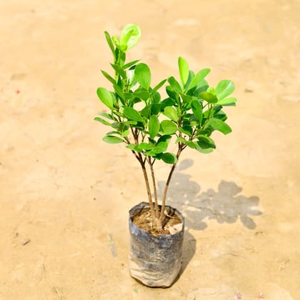 Buy Ficus Moclaim in 5 Inch Nursery Bag Online | Urvann.com