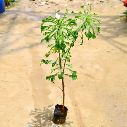Buy Naag Champa / Plumeria Pudica in 8 Inch Nursery Bag Online | Urvann.com