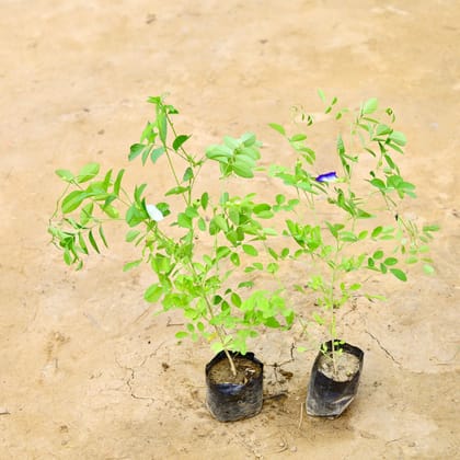 Buy Set Of 2 - Aparajita / Asian Pigeonwings (Blue & White) in 8 Inch Nursery Bag Online | Urvann.com