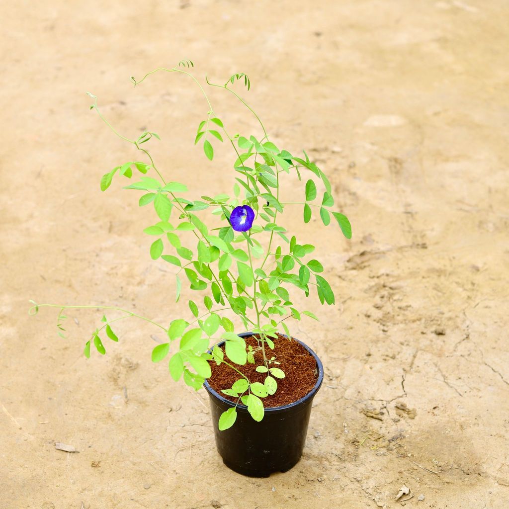 Buy Aparajita / Asian Pigeonwings Blue in 6 Inch Nursery Pot Online | Urvann.com Aparajita / Asian Pigeonwings Blue in 6 Inch Nursery Pot