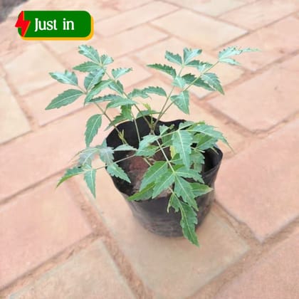 Neem / Azadirachta indica in 4 Inch Nursery Bag