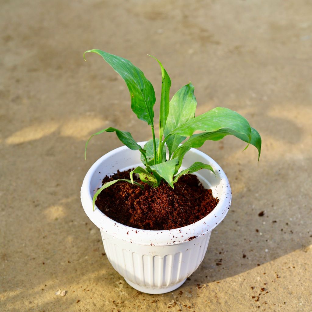 Buy Peace Lily in 8 Inch White Olive Plastic Pot Online | Urvann.com Peace Lily in 8 Inch White Olive Plastic Pot