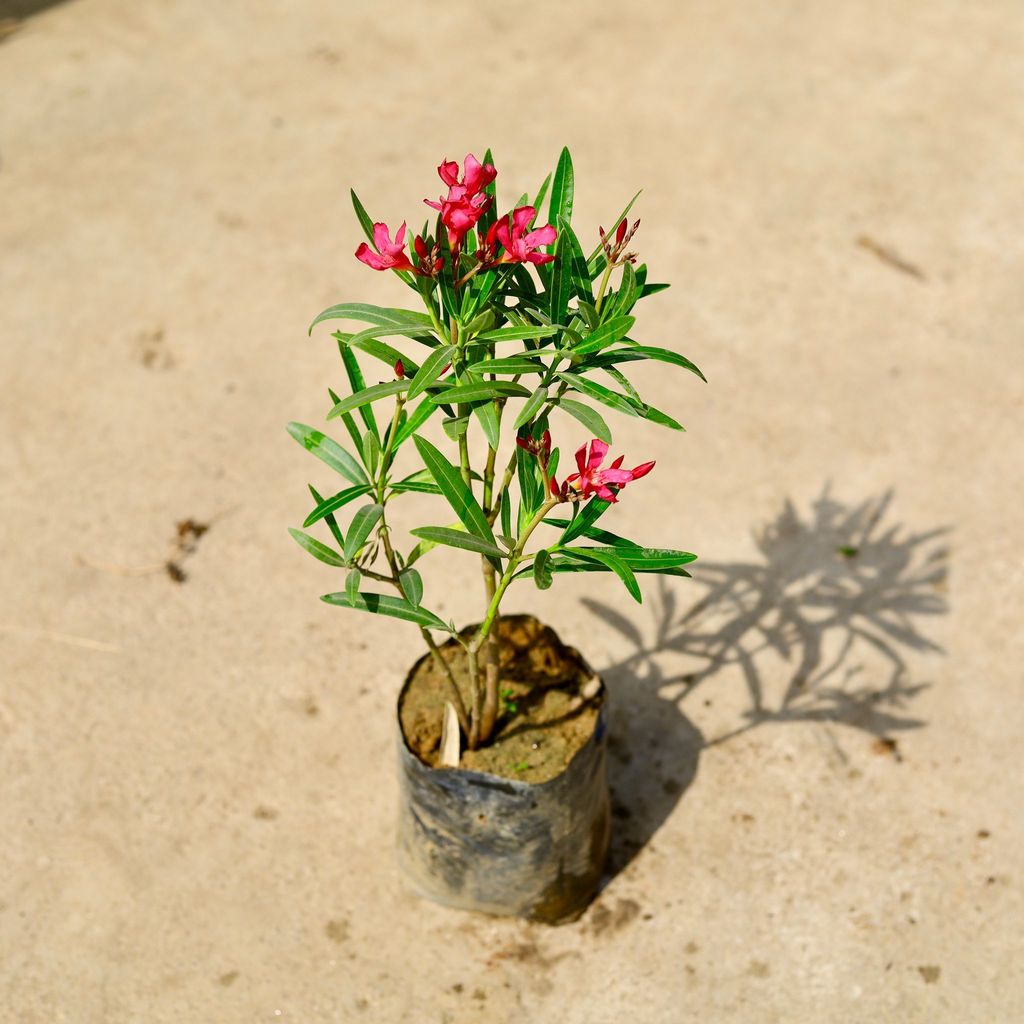 Buy Kaner / Oleander Pink Dwarf in 6 Inch Nursery Bag Online | Urvann.com Kaner / Oleander Pink Dwarf in 6 Inch Nursery Bag