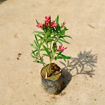 Buy Kaner / Oleander Pink Dwarf in 6 Inch Nursery Bag Online | Urvann.com