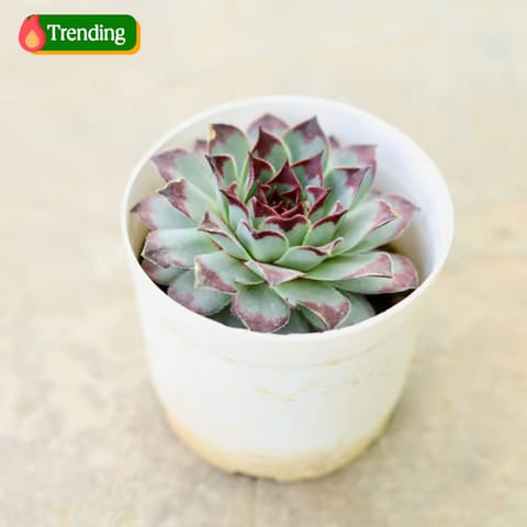 Laxmi / Lakshmi Kamal Succulent in 4 Inch Nursery Pot