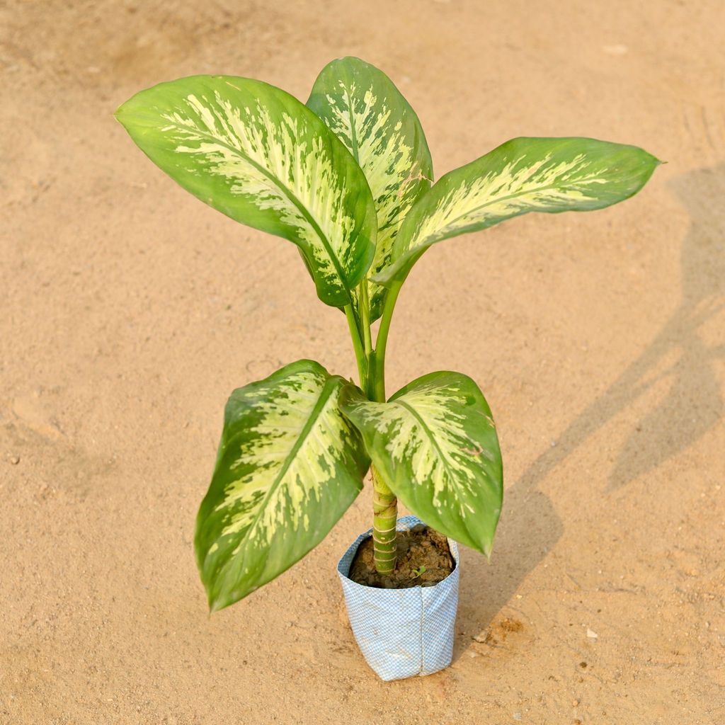 Buy Dieffenbachia in 5 Inch Nursery Bag Online | Urvann.com Dieffenbachia in 5 Inch Nursery Bag