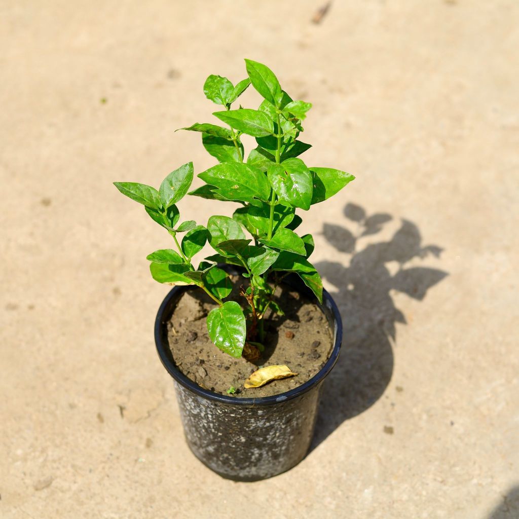 Motia / Mogra White in 6 Inch Black Nursery Pot