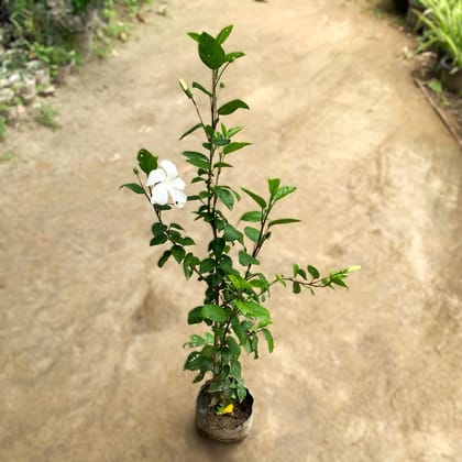 Desi White Hibiscus / Gudhal in 8 Inch Nursery Bag